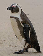 African Penguin