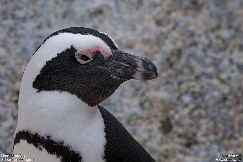 African Penguin