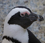 African Penguin