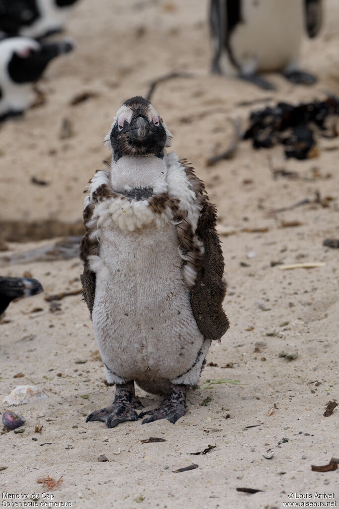 African Penguin