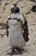 African Penguin