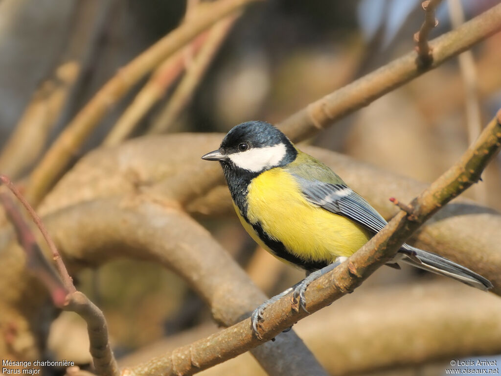 Great Tit