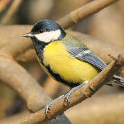 Great Tit