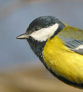 Great Tit