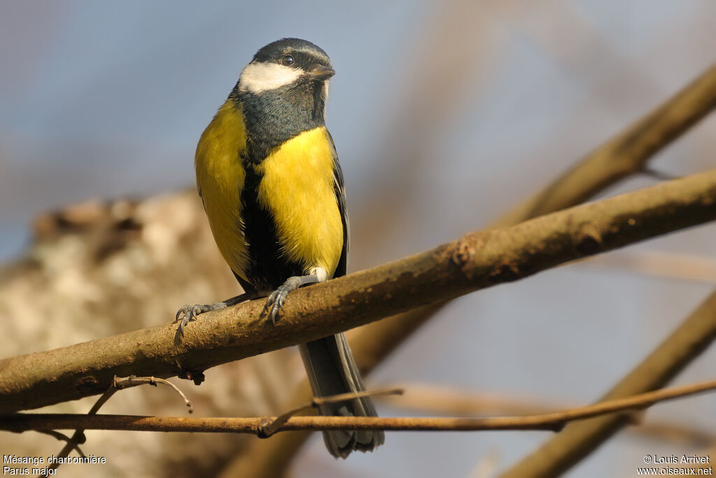 Mésange charbonnière