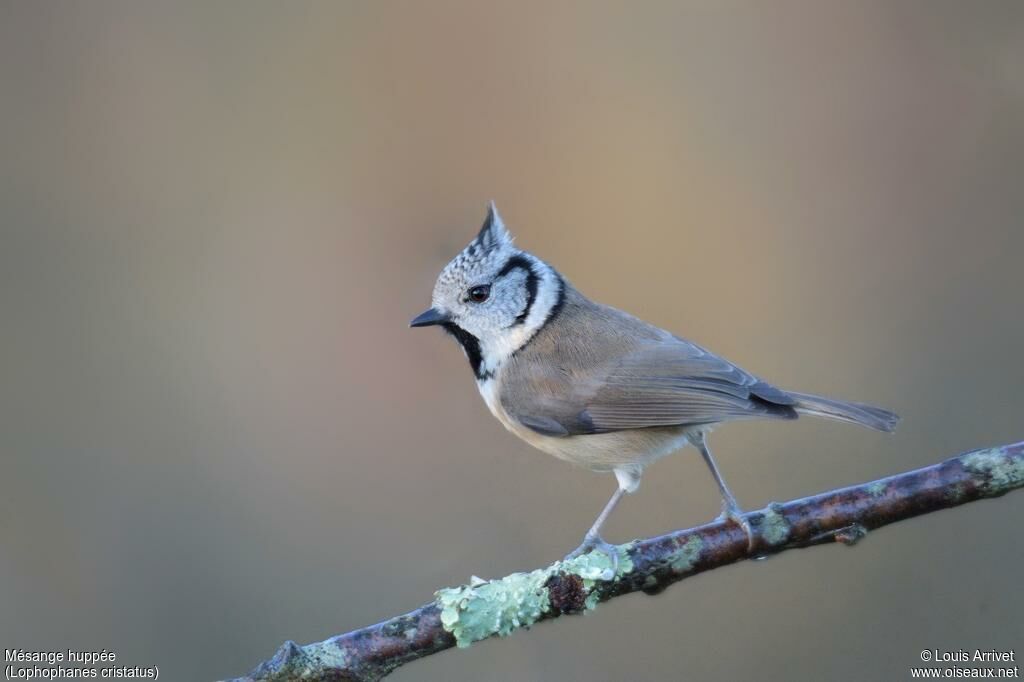 Mésange huppée