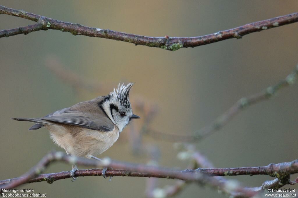 Mésange huppée