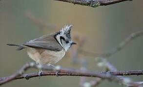 European Crested Tit