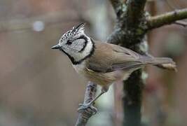 European Crested Tit