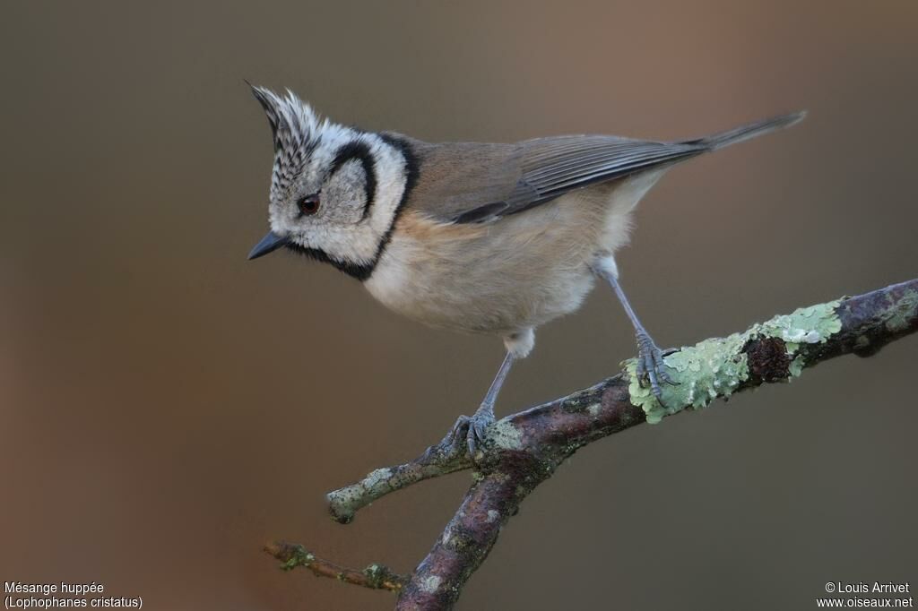 Mésange huppée