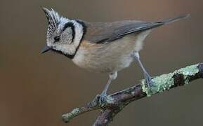 European Crested Tit