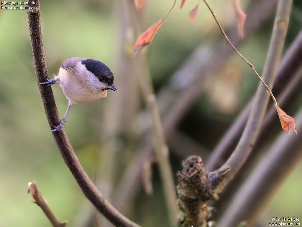 Mésange nonnette