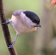 Marsh Tit