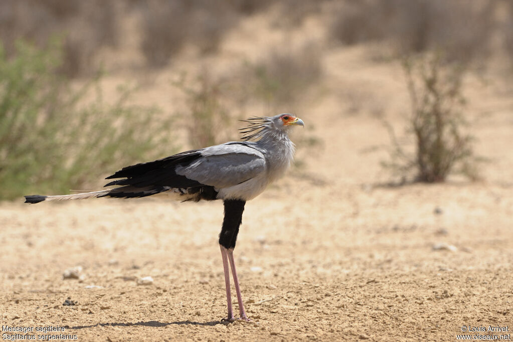 Secretarybird