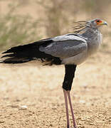 Secretarybird