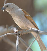 Southern Grey-headed Sparrow