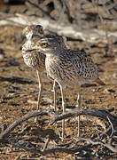 Spotted Thick-knee