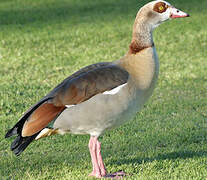 Egyptian Goose