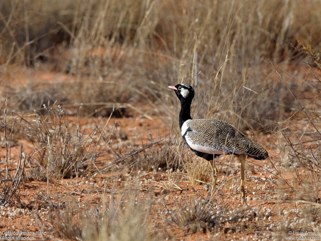 Northern Black Korhaan