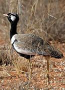 Northern Black Korhaan