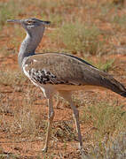 Kori Bustard