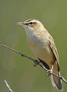 Sedge Warbler