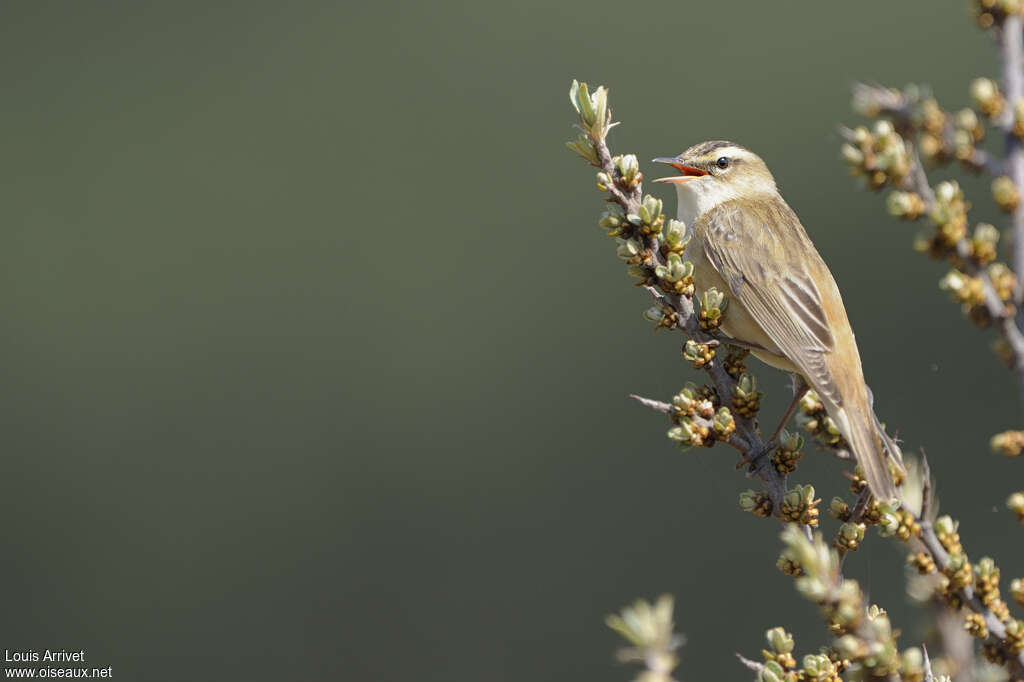 Sedge Warbler