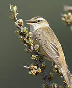 Sedge Warbler