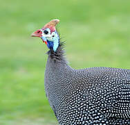 Helmeted Guineafowl