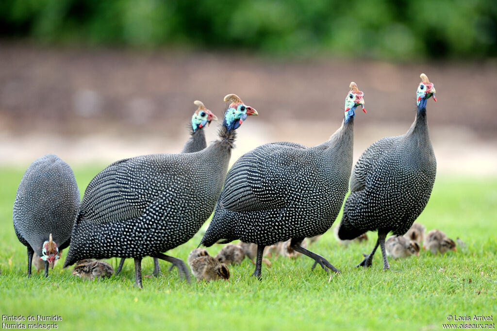 Helmeted Guineafowl