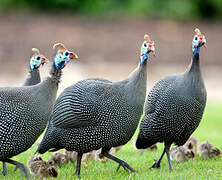 Helmeted Guineafowl