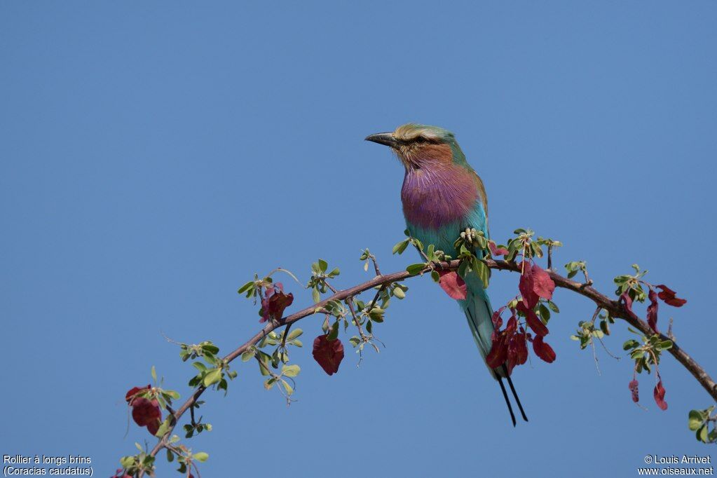 Lilac-breasted Roller