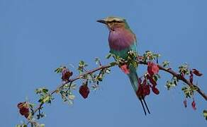 Lilac-breasted Roller