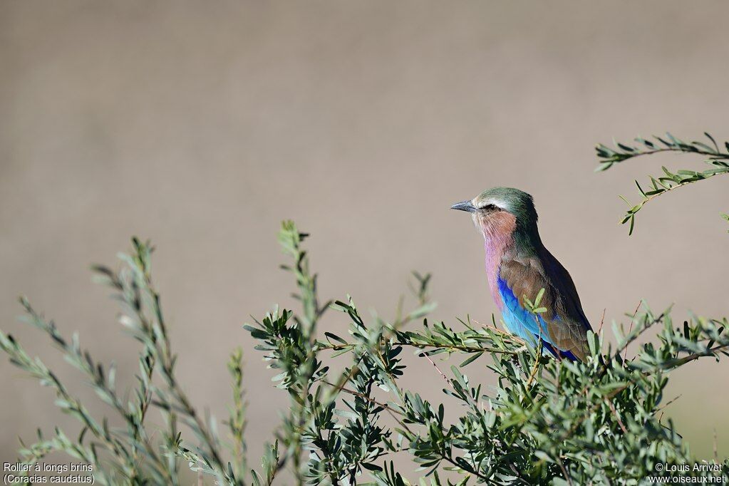 Lilac-breasted Roller