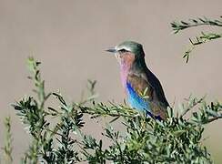 Lilac-breasted Roller