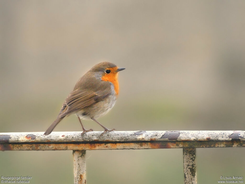 European Robin