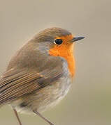 European Robin