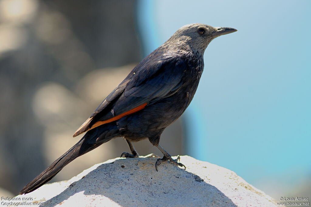 Red-winged Starling female