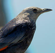 Red-winged Starling