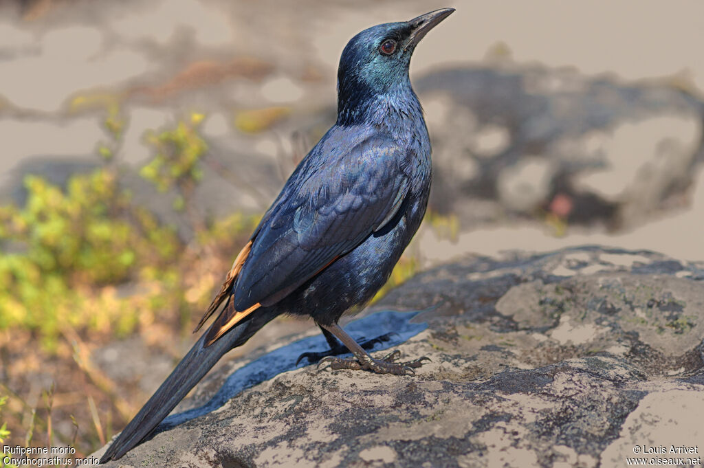 Red-winged Starling male