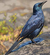 Red-winged Starling