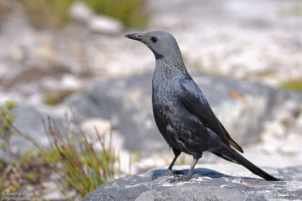 Red-winged Starling female