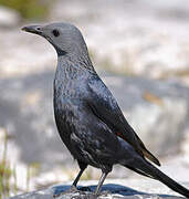 Red-winged Starling