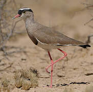 Crowned Lapwing