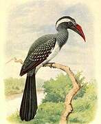 Black Dwarf Hornbill