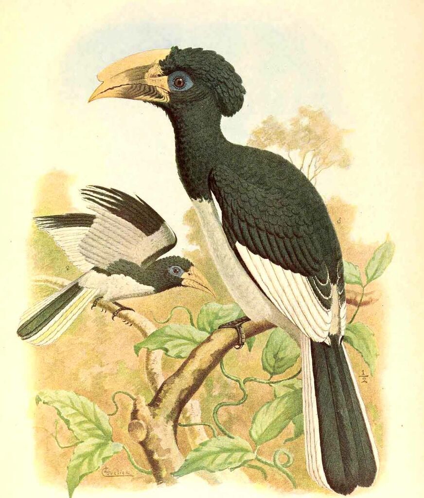 Piping Hornbill