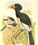 Piping Hornbill