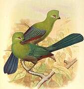 Black-billed Turaco