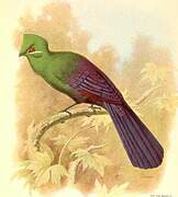 Black-billed Turaco