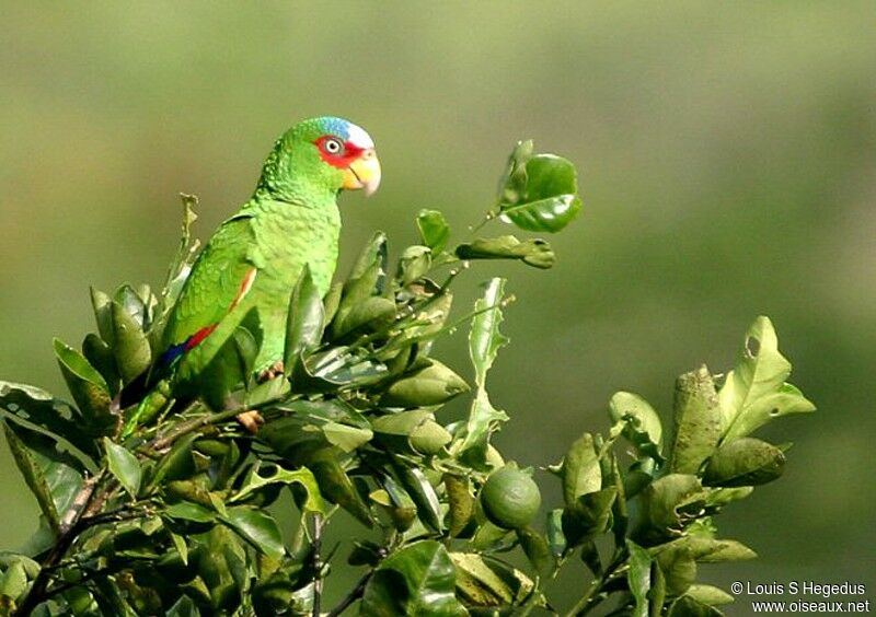 Amazone à front blanc